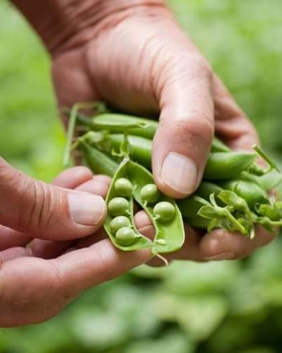 如何种植豌豆